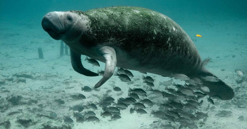 Mint Hill Elementary Selects New Mascot: The Mint Hill Manatees!